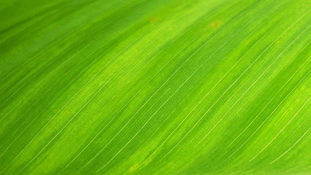 Color Psychology of Green Designs